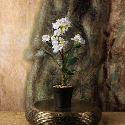 Cherry blossom Bonsai Tree 42cm Cherry blossom Bonsai Tree 42cm