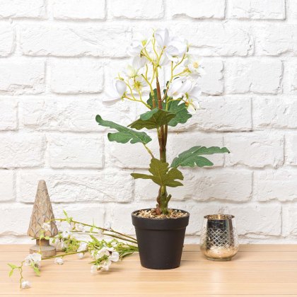 Cherry blossom Bonsai Tree 42cm Cherry blossom Bonsai Tree 42cm