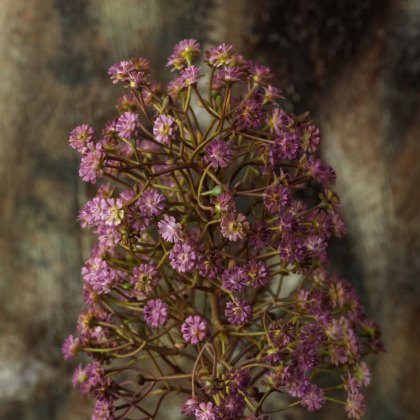 Mock lilac spear 80cm Mock lilac spear 80cm