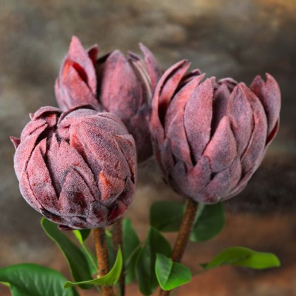 Protea Stem 73cm Protea Stem 73cm