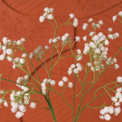 GYPSOPHILA 62cm GYPSOPHILA 62cm
