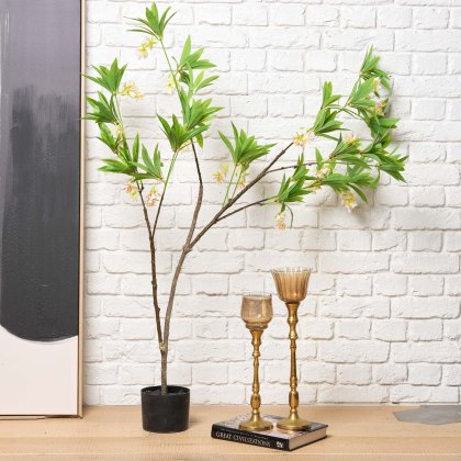 HAINAN ELAEOCARPUS BONSAI 130cm HAINAN ELAEOCARPUS BONSAI 130cm