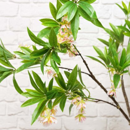 HAINAN ELAEOCARPUS BONSAI 130cm HAINAN ELAEOCARPUS BONSAI 130cm