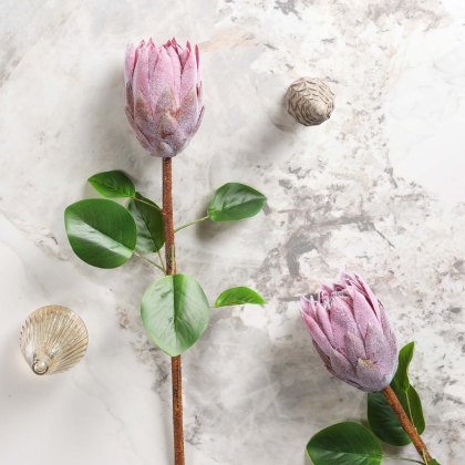 Protea Stem Open 68cm Protea Stem Open 68cm