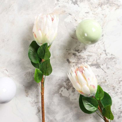 Protea Stem Open 68cm Protea Stem Open 68cm