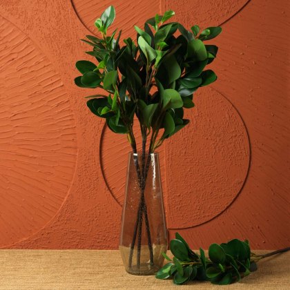 PEPEROMIA OBTUSIFOLIA 69cm PEPEROMIA OBTUSIFOLIA 69cm