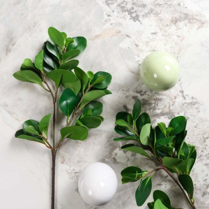 PEPEROMIA OBTUSIFOLIA 69cm PEPEROMIA OBTUSIFOLIA 69cm