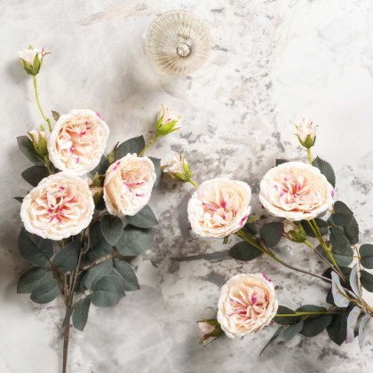 Camellia Japonica 75cm Camellia Japonica 75cm