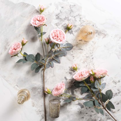 Camellia Japonica 75cm Camellia Japonica 75cm