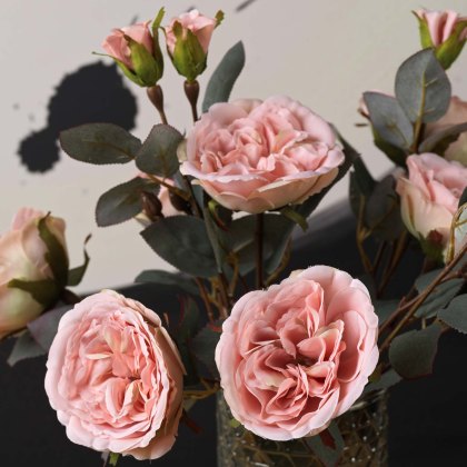 Camellia Japonica 51.5cm Camellia Japonica 51.5cm