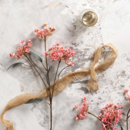 KALMIA LATIFOLIA 67cm KALMIA LATIFOLIA 67cm