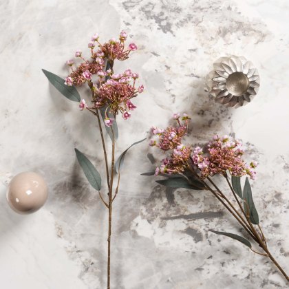 KALMIA LATIFOLIA 67cm KALMIA LATIFOLIA 67cm